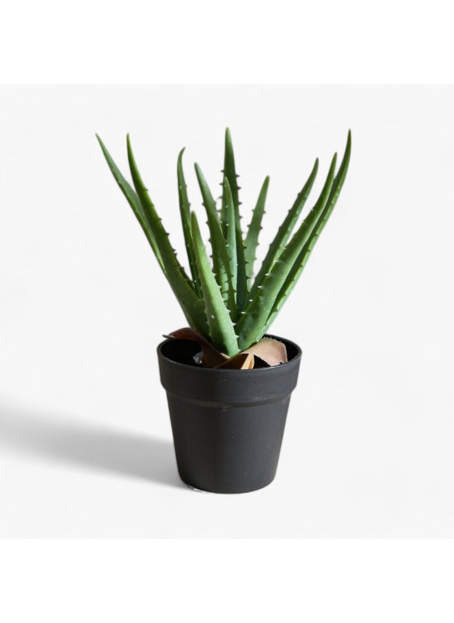 Home Box Liara Aloe Vera Potted Plant in Pot - 35 cm  - Image 4