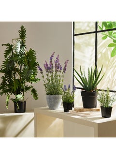 Home Box Liara Aloe Vera Potted Plant in Pot - 35 cm  - Image 2