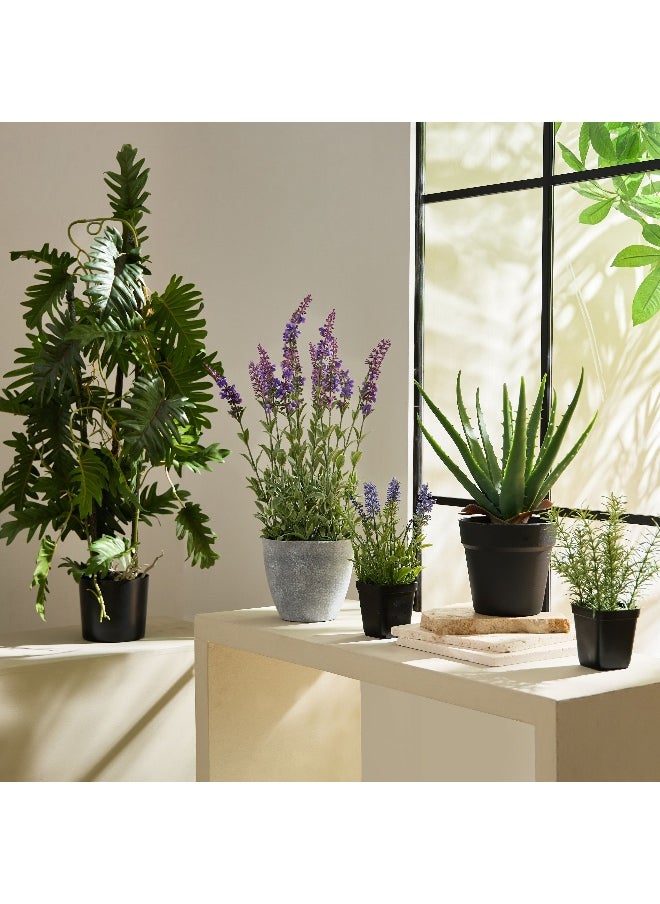 Home Box Liara Aloe Vera Potted Plant in Pot - 35 cm  - Image 2
