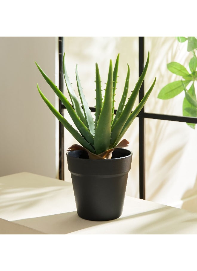 Home Box Liara Aloe Vera Potted Plant in Pot - 35 cm  - Image 1