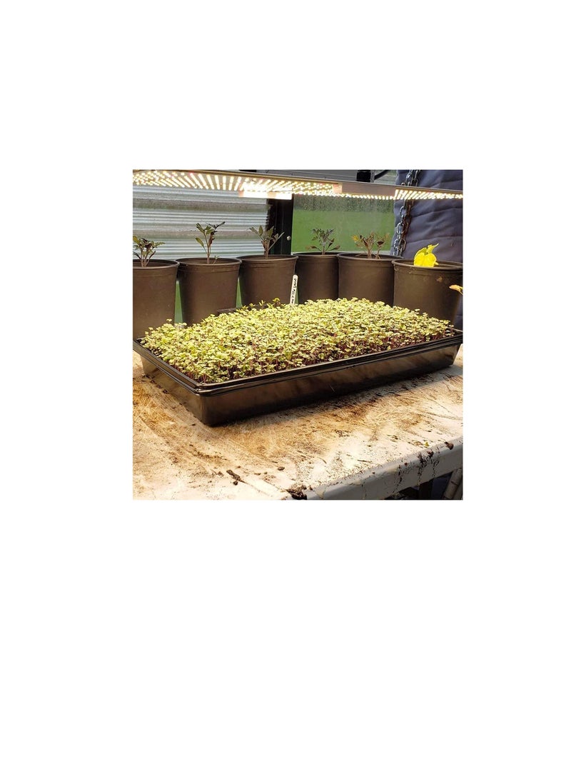 Generic Reusable 1020 PS Seedling Flat Trays Starter for Greenhouse Hydroponics Plant Germination without Holes, (550 x 278mm X 60mm,1.8mm) 10 Pieces  - Image 3