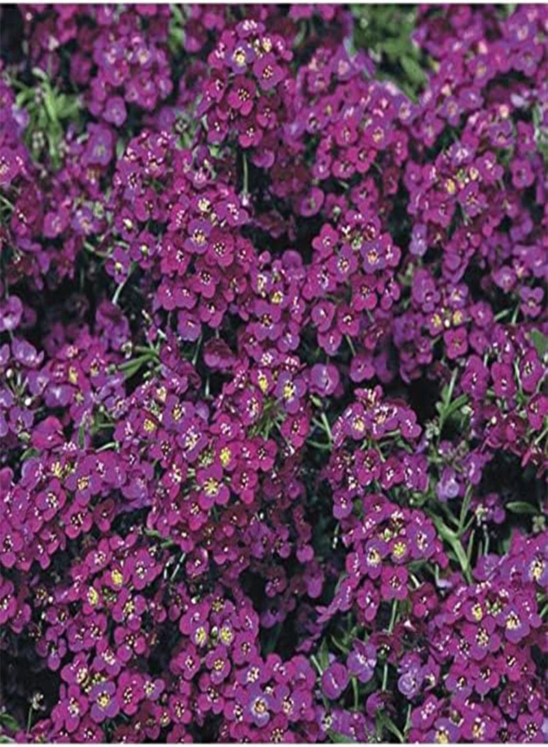 جي جوت أليسون 'رويال كاربت' - 1500 بذرة - زهرة سنوية من إنتاج HH - Image 1