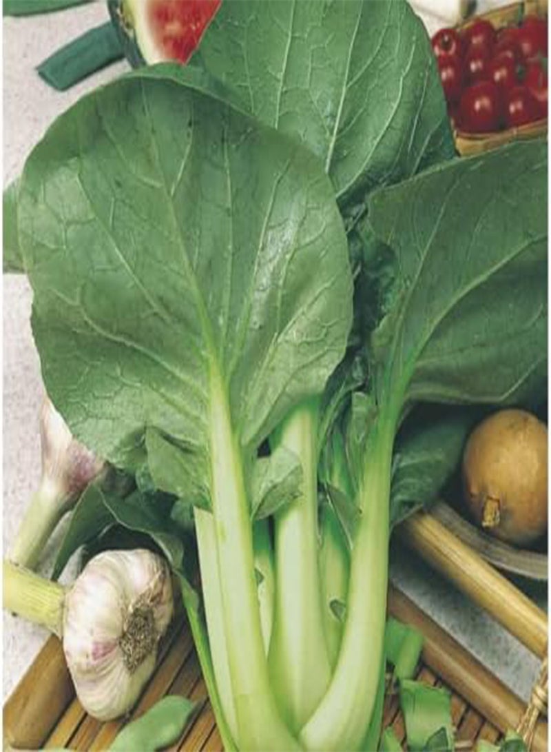 GGOOT 35 Seeds of Pak Choi Shanghai