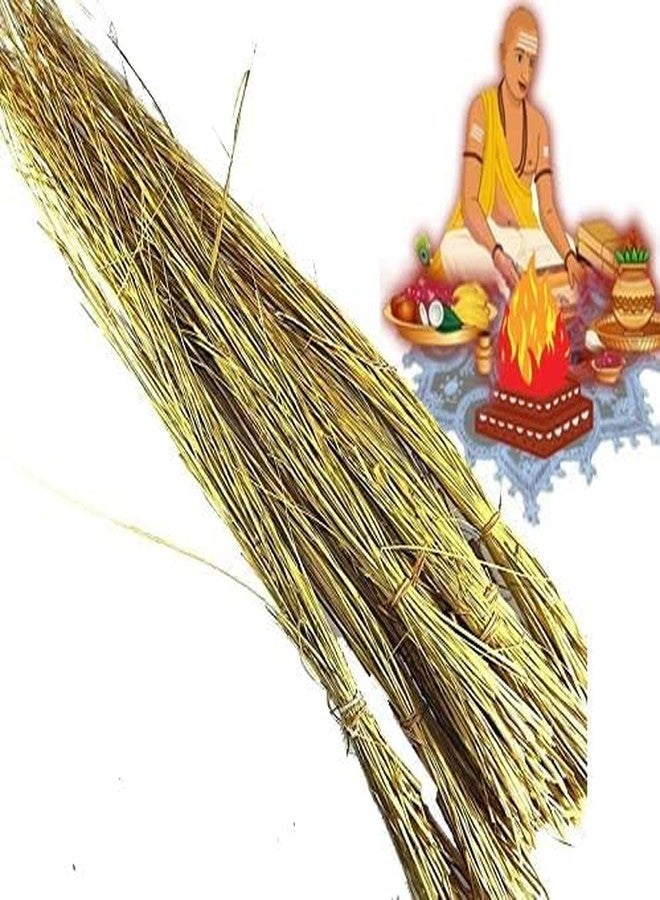 Awadh عشب داربا أو عشب كوشا للطقوس الدينية / باقات عشب الطقوس الدينية - Image 2