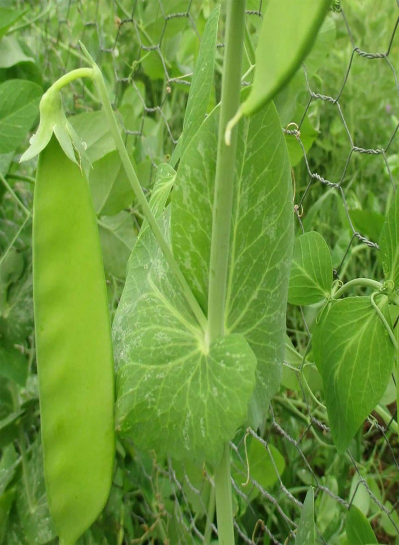 جي جوت بذور بازلاء السكر لزراعة بذور خضراوات طازجة غير معدلة وراثيًا لزراعة حديقة المنزل، 100 بذرة في العبوة، بذور الفاصوليا الهولندية - Image 3