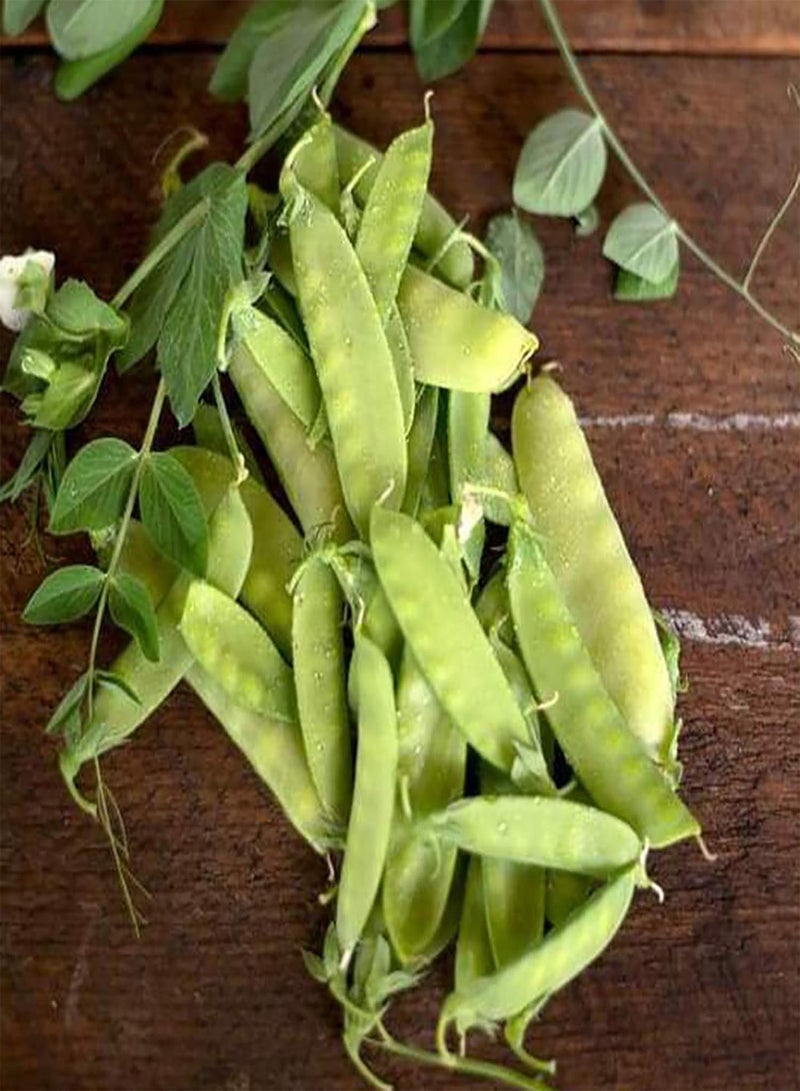 جي جوت بذور بازلاء السكر لزراعة بذور خضراوات طازجة غير معدلة وراثيًا لزراعة حديقة المنزل، 100 بذرة في العبوة، بذور الفاصوليا الهولندية - Image 4