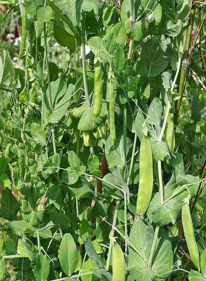 جي جوت بذور بازلاء السكر لزراعة بذور خضراوات طازجة غير معدلة وراثيًا لزراعة حديقة المنزل، 100 بذرة في العبوة، بذور الفاصوليا الهولندية - Image 1