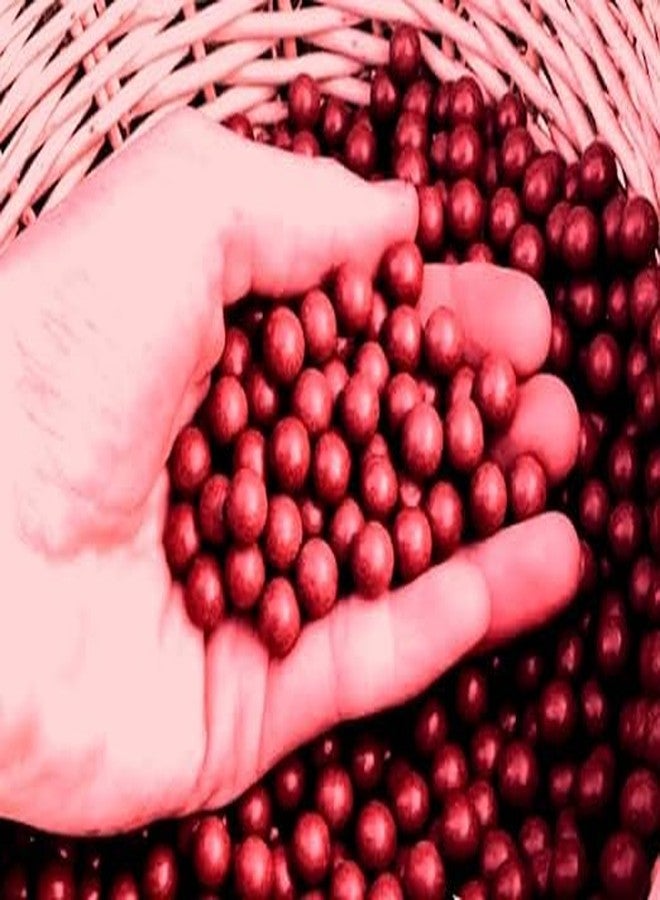 Awadh Clay Made Biodegradable Marbles for Adult Terracotta Round Clay Pebble (Pack of 150) Mitti Ki Goti, Mitti goli (15mm) [ Slingshot Clay Balls ] Colour red - Image 1