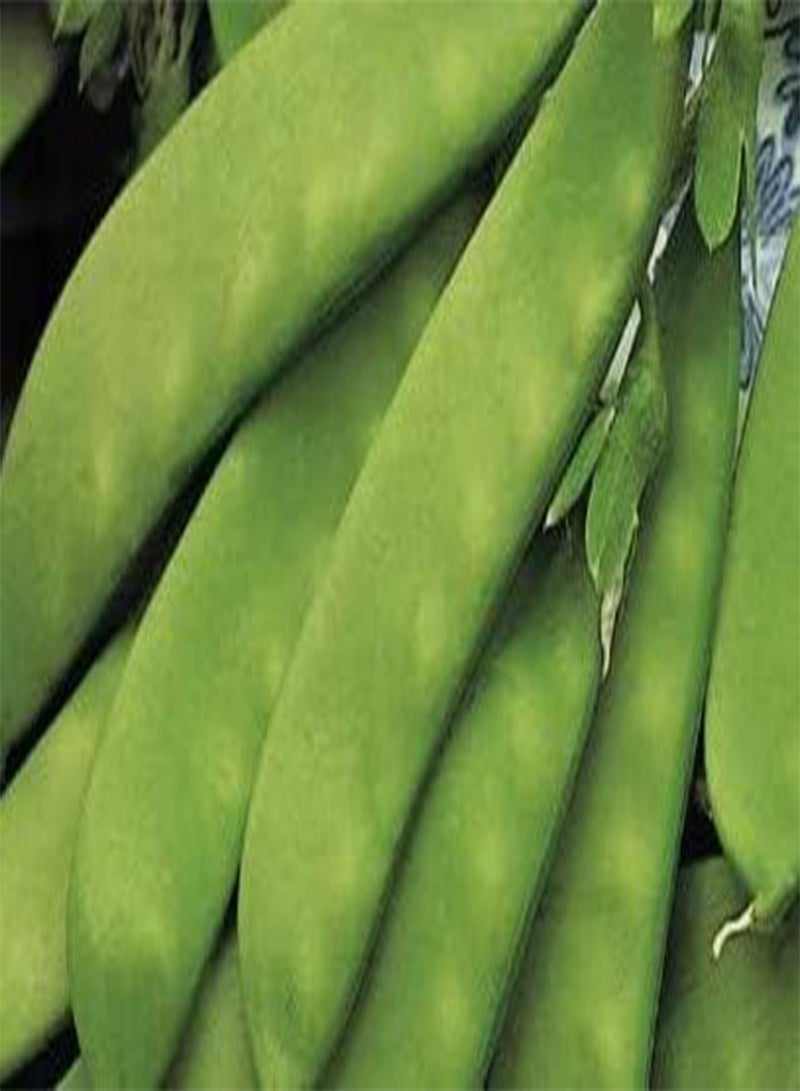 GGOOT seeds of Vegetable Pea seeds Oregon Sugar Pod