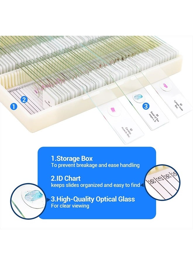 USCAMEL 100 Prepared Microscope Slides with Specimens for Kids Adults - Bacterium, Fungus, Human Tissues, Mitosis, Plants, Insects, Animals Cells Samples for Biological Science Lab, School Students  - Image 4