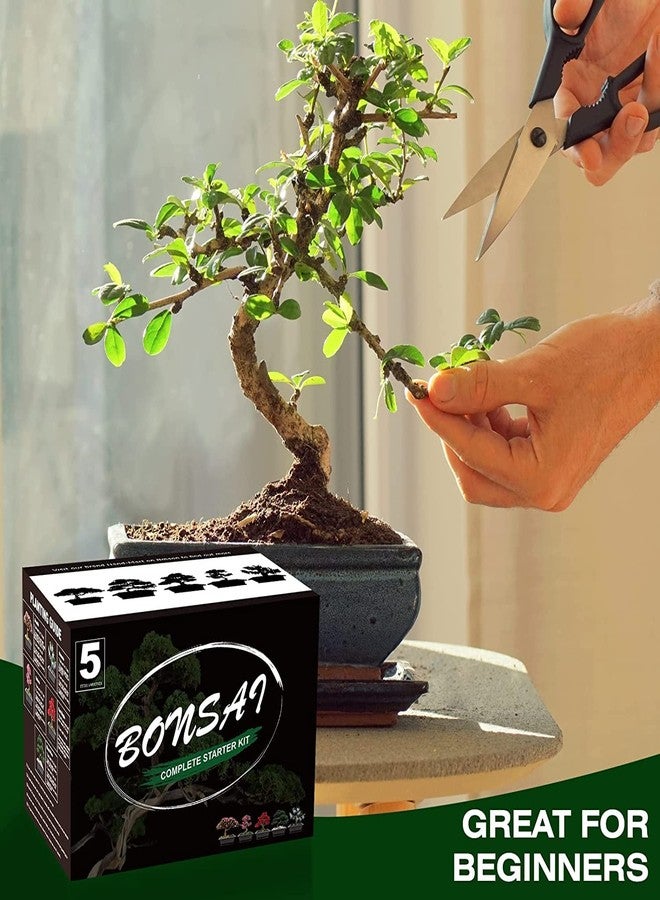 Meekear 5 Bonsai Tree Kit Complete Plant Growing Tools, Grow in Pot Indoor Bonsai Tree Starter Kit, Great Home Gardening Potted Plants DIY Gift for Adults - Image 4