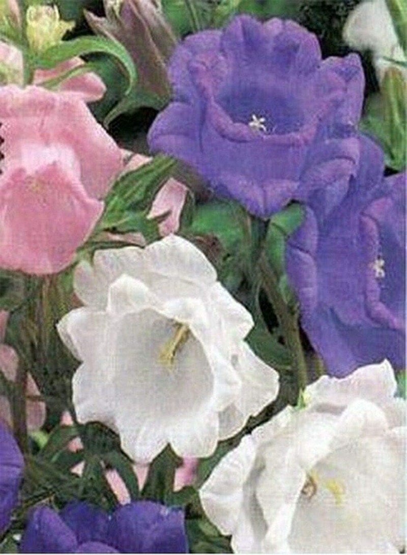 جي جوت أجراس كانتربري - كامبانولا - ألوان مختلطة - 100 بذرة - Image 1