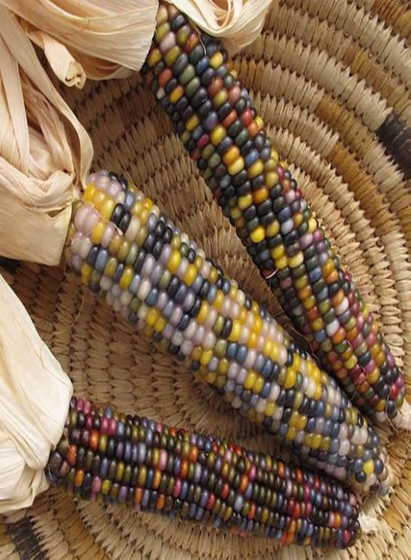 جي جوت 40 قطعة من بذور الذرة قوس قزح الحلوة، بذور خضراوات ملونة، بذور خضراوات ذرة حلوة سنوية قوية لزراعة بذور الذرة في الحديقة والمزرعة - Image 4