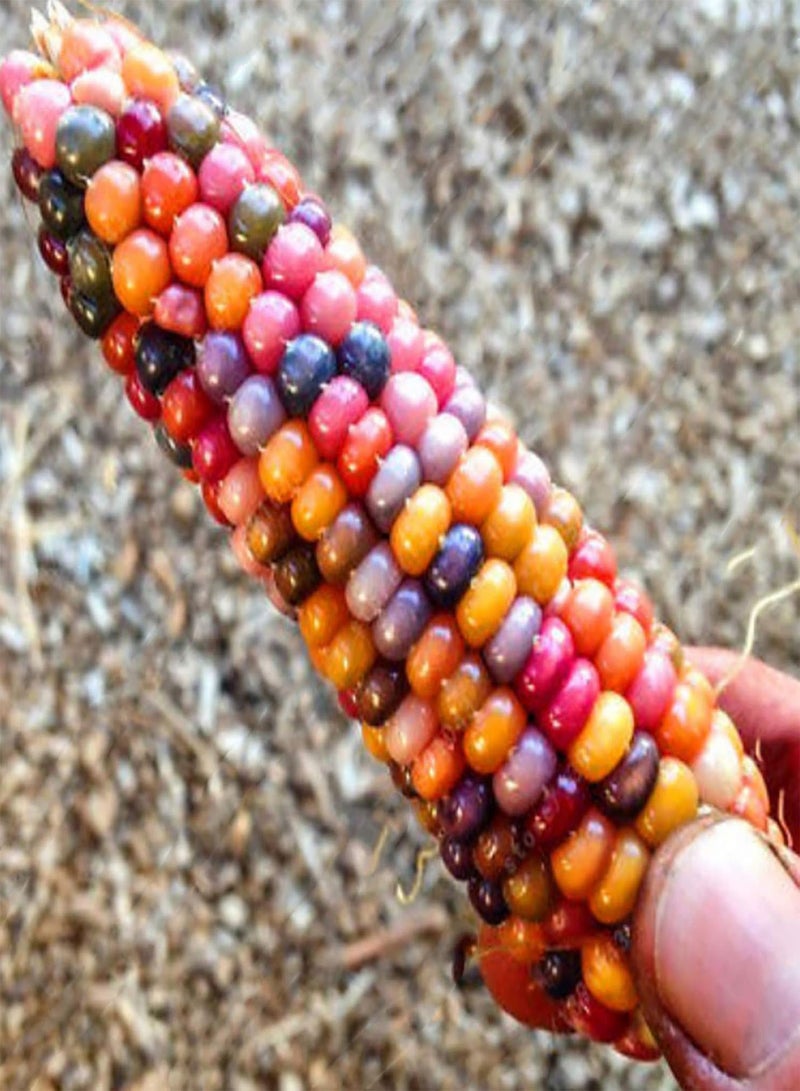 جي جوت 40 قطعة من بذور الذرة قوس قزح الحلوة، بذور خضراوات ملونة، بذور خضراوات ذرة حلوة سنوية قوية لزراعة بذور الذرة في الحديقة والمزرعة - Image 3