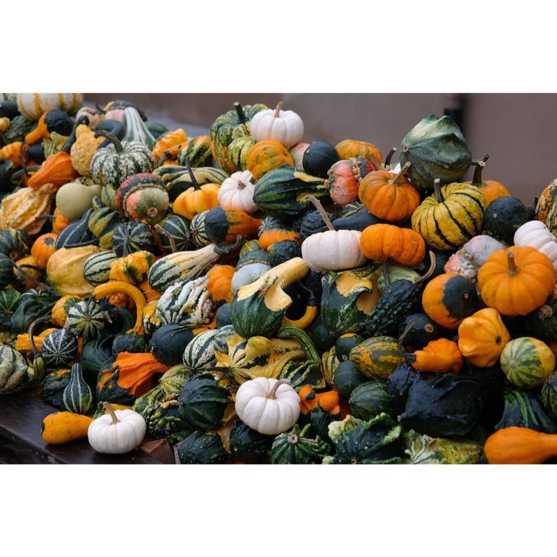 “Decorative Mix” Small and Medium Gourd Seeds – 7+ Varieties/Packet – Warted, Smooth, Striped, Daisy, and More | Cucurbita Pepo | Never GMO, Always Heirloom | USA Grown Seeds by  | - Image 2