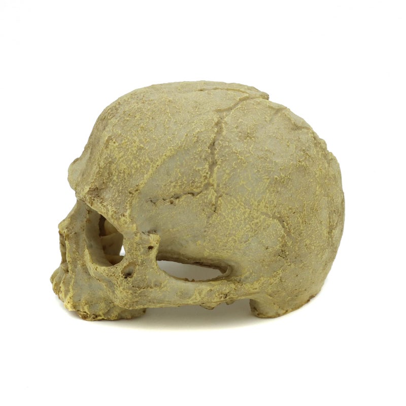 JIHAQUA Aquarium Resin Skull, Reptile Tank Accessories Ornament Basking Snake Hide Decor Habitat - Image 2