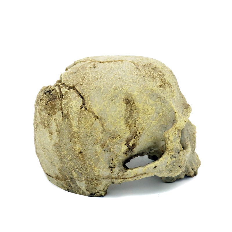 JIHAQUA Aquarium Resin Skull, Reptile Tank Accessories Ornament Basking Snake Hide Decor Habitat - Image 4