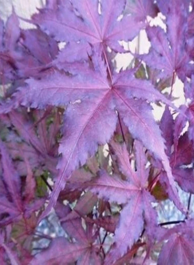 Ghost Purple Maple,Acer Palmatum,Japanese Maple Tree 30 Seeds Rare Color Tree Hardy Deciduous Shrub Striking Landscaping Plant Decor Garden