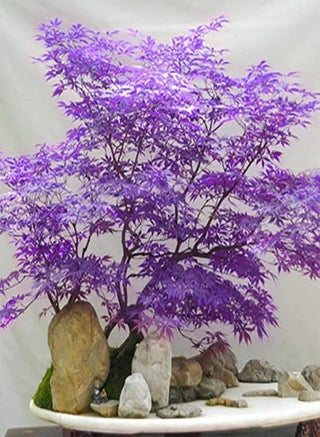 Ghost Purple Maple,Acer Palmatum,Japanese Maple Tree 30 Seeds Rare Color Tree Hardy Deciduous Shrub Striking Landscaping Plant Decor Garden - pzsku/Z897B18BE30769B9DC9DFZ/45/1746369553/9f18f2fa-4f76-4ac4-a894-a3d195fa2893