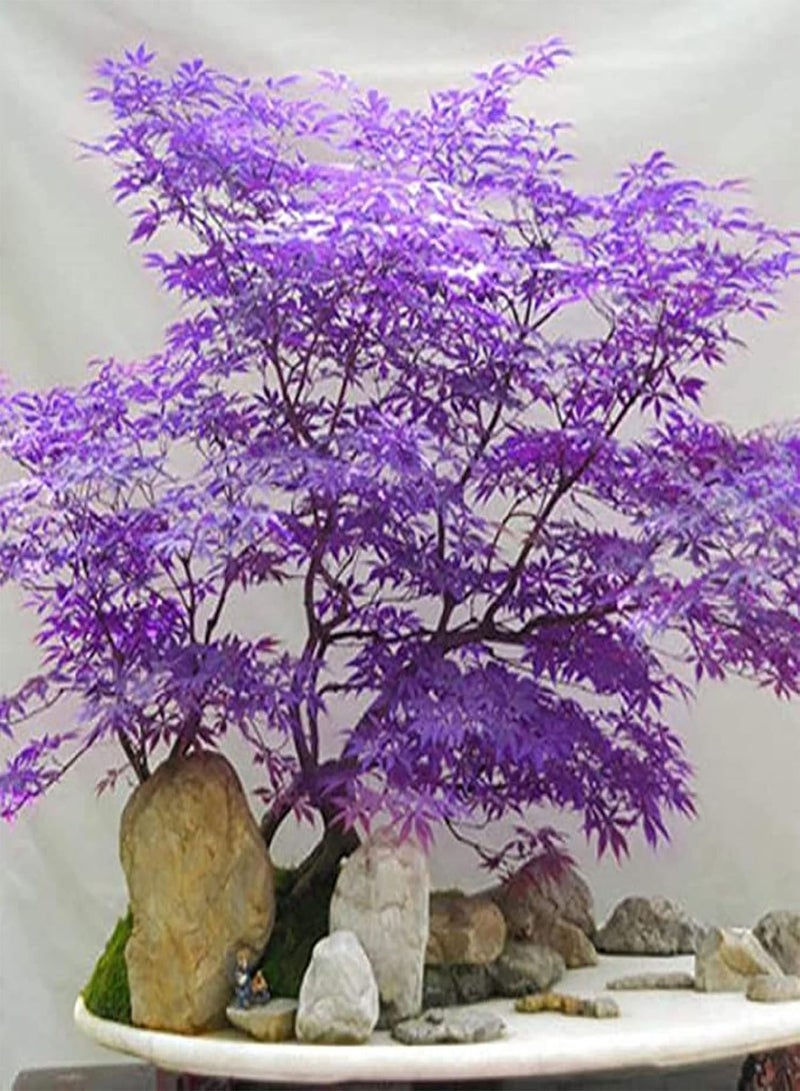 Ghost Purple Maple,Acer Palmatum,Japanese Maple Tree 30 Seeds Rare Color Tree Hardy Deciduous Shrub Striking Landscaping Plant Decor Garden