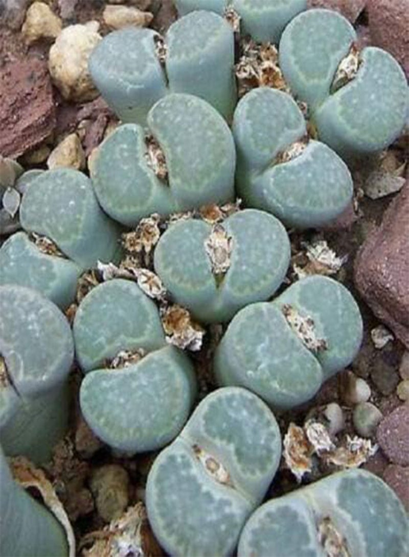 GGOOT LITHOPS SALICOLA Rare Exotic Living Stones ice Plant Succulent Seed 50 Seeds