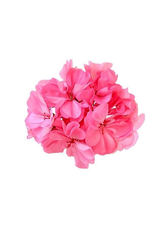 هيني أورجانيكس كريم اليدين الفاخر من هيني أورجانيكس - مرطب طبيعي للبشرة - بلوما (زهور) - Image 5