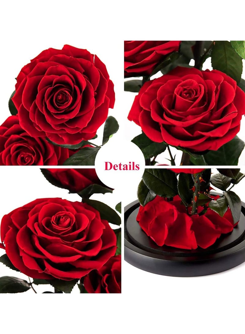 Festive Gallery 3 Red Roses in Glass Dome Real Eternal Rose Preserved Flower with Luxury Gift Box - Image 4