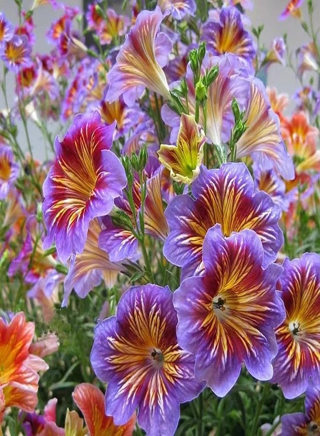 ZEshops 100pcs Rare Chilean Morning Glory Seeds - Mixed Color Blooms for Stunning Annual & Perennial Flowers - Image 1