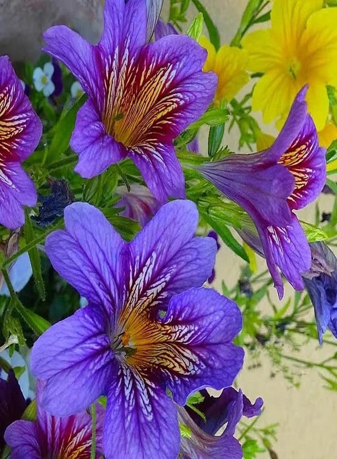 ZEshops 100pcs Rare Chilean Morning Glory Seeds - Mixed Color Blooms for Stunning Annual & Perennial Flowers - Image 3
