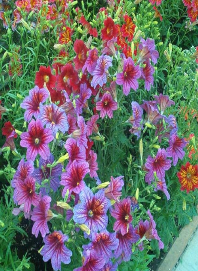 ZEshops 100pcs Rare Chilean Morning Glory Seeds - Mixed Color Blooms for Stunning Annual & Perennial Flowers - Image 2
