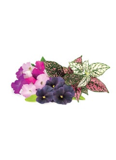 CLICK AND GROW 9-Piece High-Quality Vibrant Flower Mix 12 x 5.5 x 12 cm PPMVFX9  - Image 2
