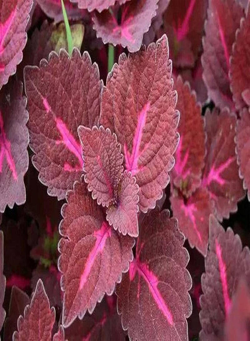 GGOOT 50pcs Red Perilla Seeds Rare Special Variety Planted in Outdoor Garden Shiso Strong Adaptability Best Choice for Novice Gardeners - Image 2