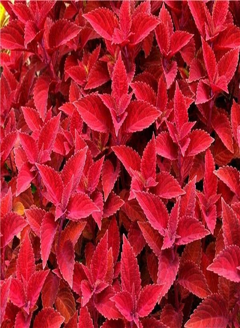 GGOOT 50pcs Red Perilla Seeds Rare Special Variety Planted in Outdoor Garden Shiso Strong Adaptability Best Choice for Novice Gardeners - Image 3
