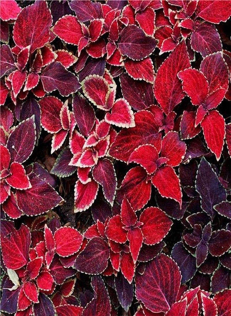 GGOOT 50pcs Red Perilla Seeds Rare Special Variety Planted in Outdoor Garden Shiso Strong Adaptability Best Choice for Novice Gardeners - Image 1