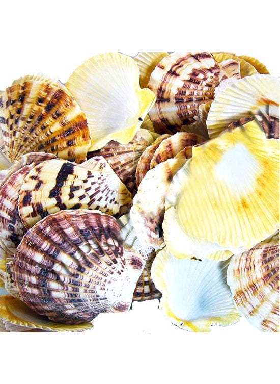 CICI Seashell Pecten 50 G 