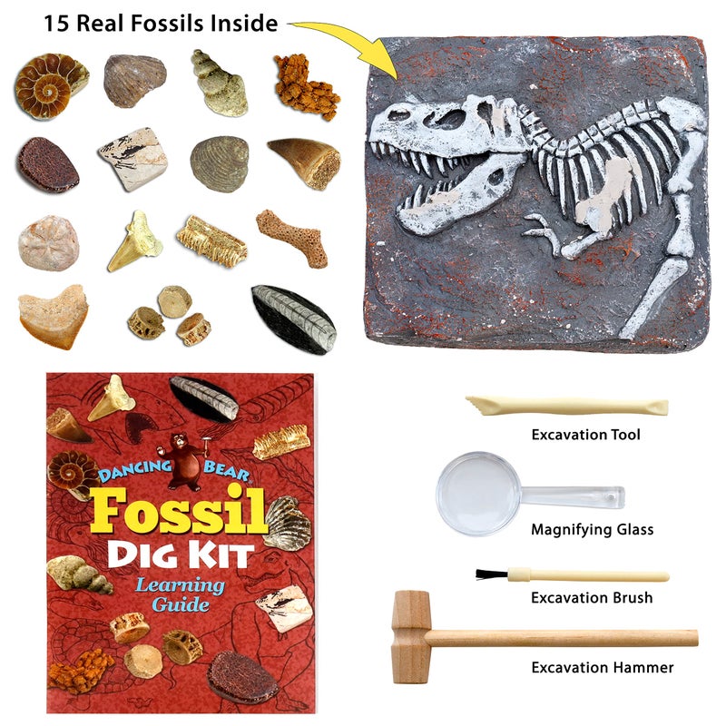 DANCING BEAR Fossil Dig Kit, Excavate 15 Prehistoric Fossils Including Real Dinosaur Bones and Shark Teeth, Paleontology STEM Education for Kids, Fun Science Activity Gift Sets for Girls and Boys - Image 2
