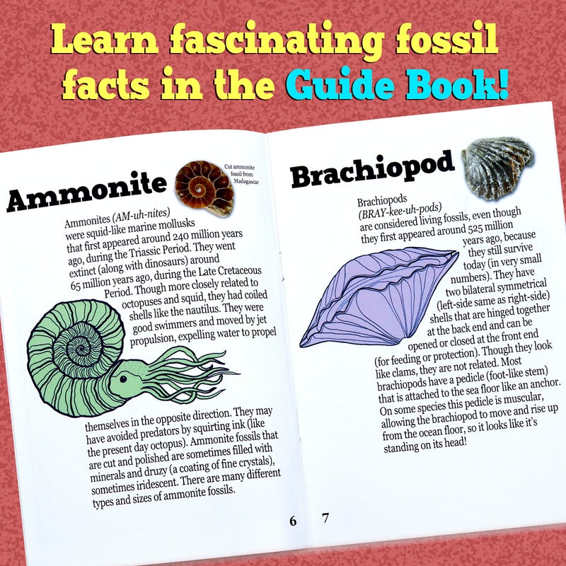DANCING BEAR Fossil Dig Kit, Excavate 15 Prehistoric Fossils Including Real Dinosaur Bones and Shark Teeth, Paleontology STEM Education for Kids, Fun Science Activity Gift Sets for Girls and Boys - Image 4