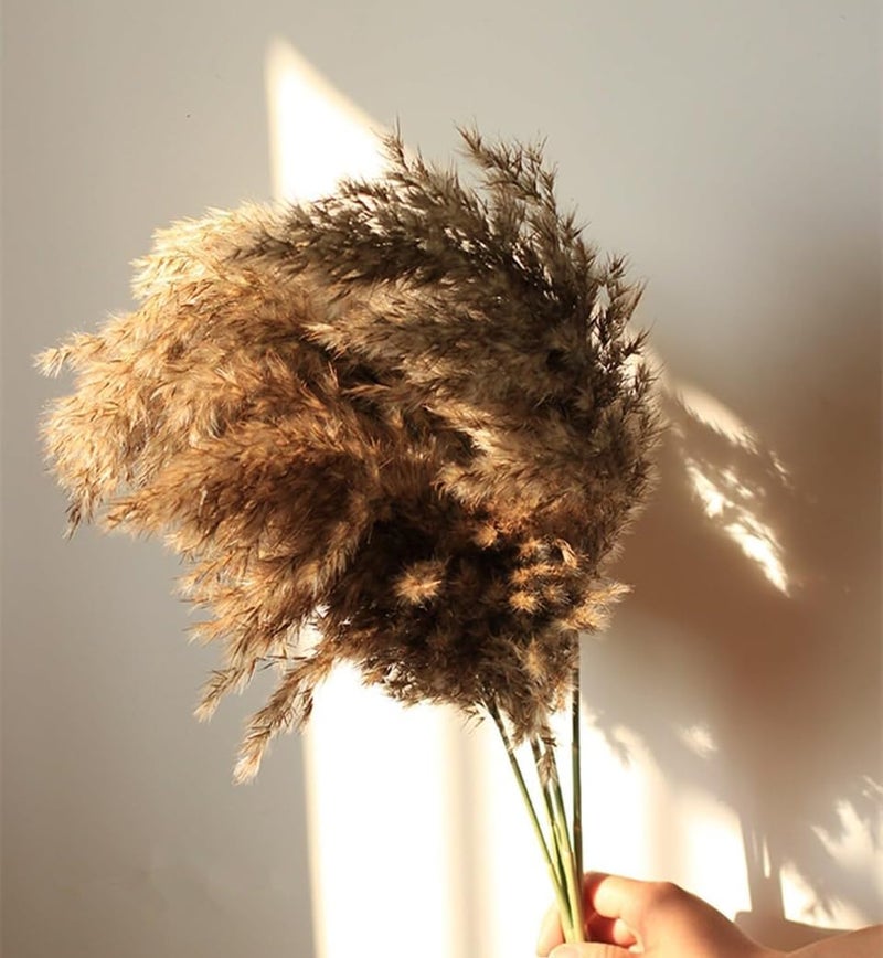 RSP HOME DECOR Natural Dried Pampas Grass Stems 61 cm Brown Set of 6  - Image 4
