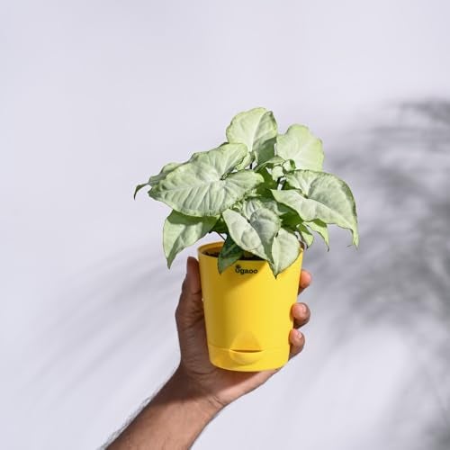 UGAOO Syngonium White Butterfly Natural Live Indoor Plant with Pot - Image 3