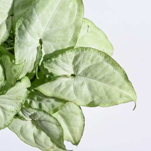 UGAOO Syngonium White Butterfly Natural Live Indoor Plant with Pot - Image 2