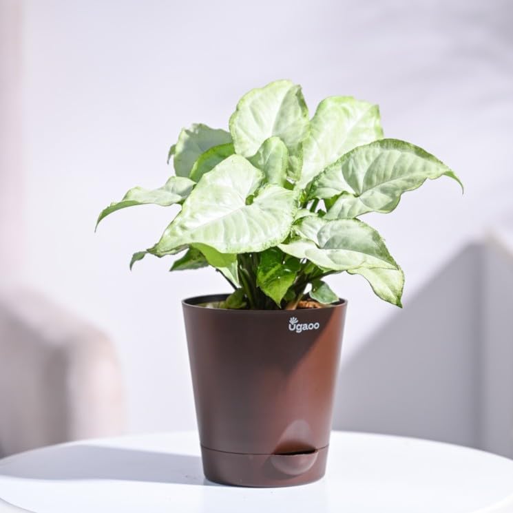 UGAOO Syngonium White Butterfly Natural Live Indoor Plant with Pot - Image 1