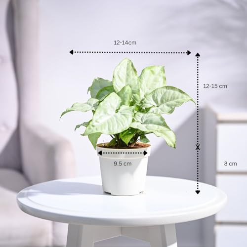 UGAOO Syngonium White Butterfly Natural Live Indoor Plant with Pot - Image 4