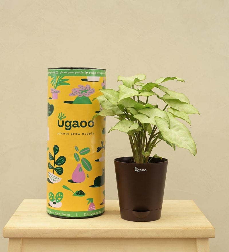 UGAOO Syngonium White Butterfly Natural Live Indoor Plant with Pot - Image 5