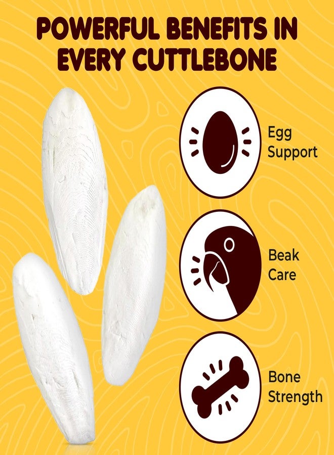 SunGrow Small Cuttlefish Bones for Cockatiels, Turtles, Shrimp, Dog Calcium, Cage Holder NOT Included, 3 Pcs per Pack - Image 3