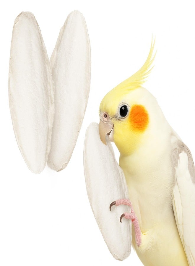 SunGrow Small Cuttlefish Bones for Cockatiels, Turtles, Shrimp, Dog Calcium, Cage Holder NOT Included, 3 Pcs per Pack - Image 1