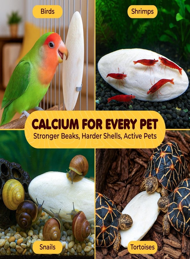 SunGrow Small Cuttlefish Bones for Cockatiels, Turtles, Shrimp, Dog Calcium, Cage Holder NOT Included, 3 Pcs per Pack - Image 5