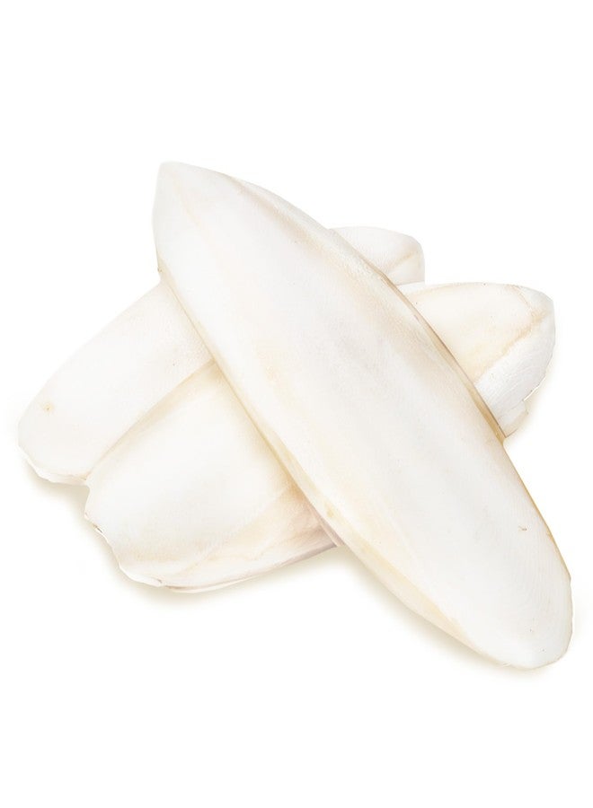 SunGrow Small Cuttlefish Bones for Cockatiels, Turtles, Shrimp, Dog Calcium, Cage Holder NOT Included, 3 Pcs per Pack - Image 2