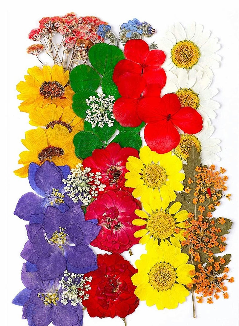 Excefore Natural Dried Flowers, Dried Pressed Flowers Leaves Petals for Crafts, Colorful Pressed Flowers Daisies for Candle Jewelry Nail Pendant Crafts Making, Decorative Dried Flowers (36 PCS) - Image 1