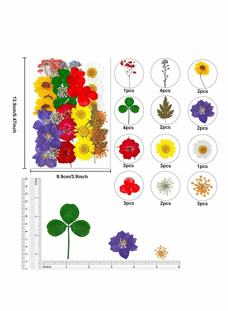 Excefore Natural Dried Flowers, Dried Pressed Flowers Leaves Petals for Crafts, Colorful Pressed Flowers Daisies for Candle Jewelry Nail Pendant Crafts Making, Decorative Dried Flowers (36 PCS) - Image 4
