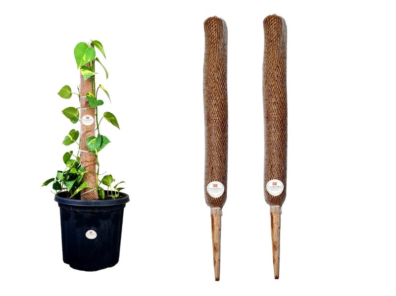 Cocogarden Coco Coir Pole Moss Stick Support Money Plants and housing Climber Plants, Height 2 Feet, Pack of 2 - Image 1